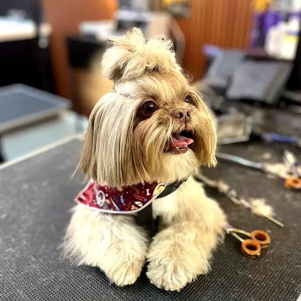 Img-pet-grooming-en-envigado-Servicios-PeluqueriaCanina