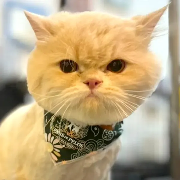 Img-pet-grooming-en-envigado-Servicios-PeluqueriaFelina